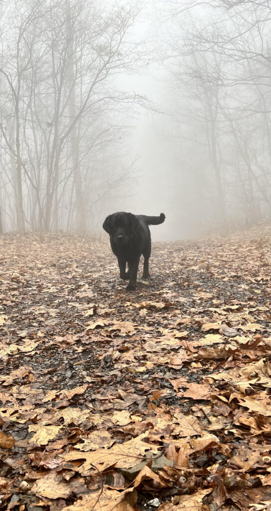 dog1