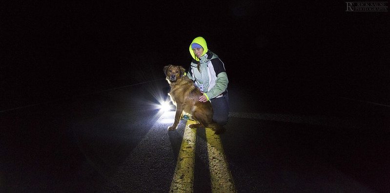 night dog