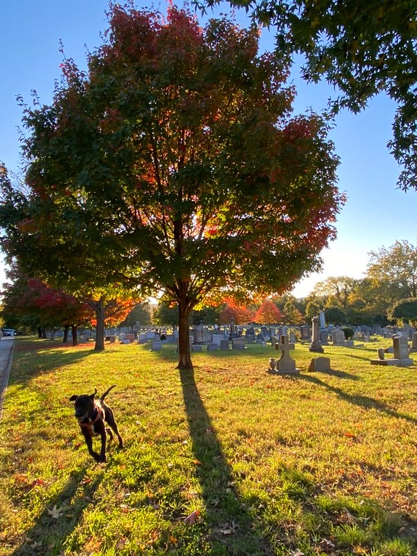 dc_neighborhood_news
