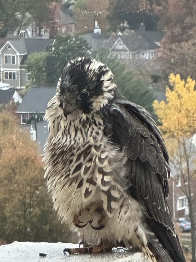 Bird 2