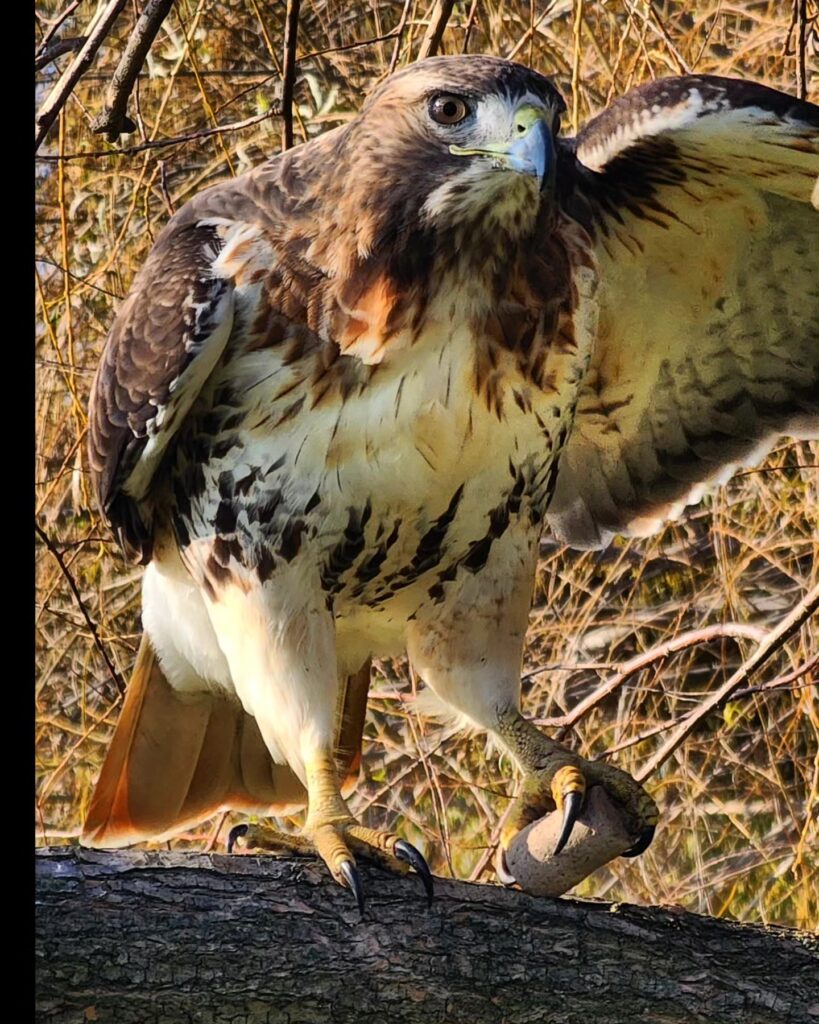 hawk wing