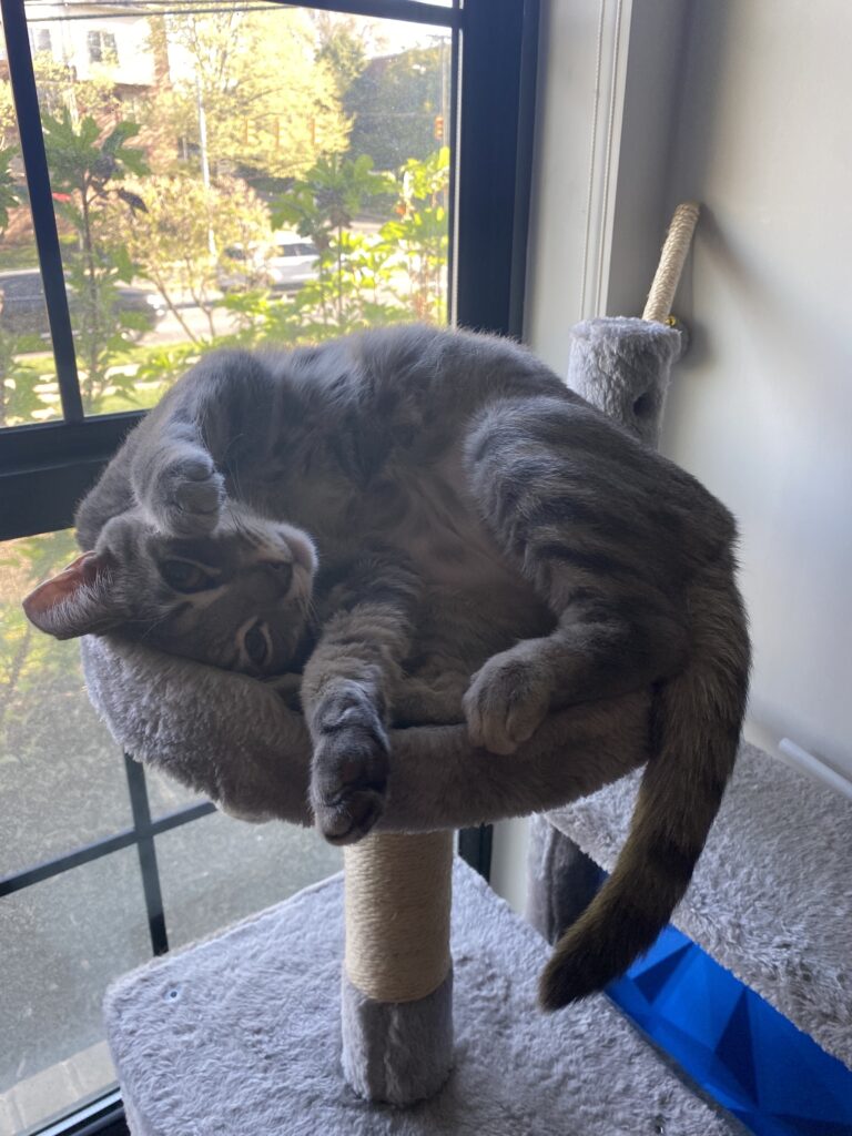 cat