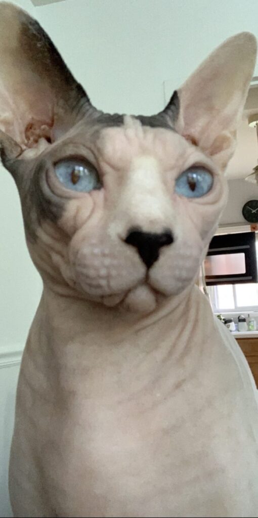 cat