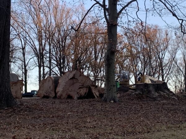 Native American Tree Experts “DC is about to lose 600 healthy, native trees, including 100 heritage ...