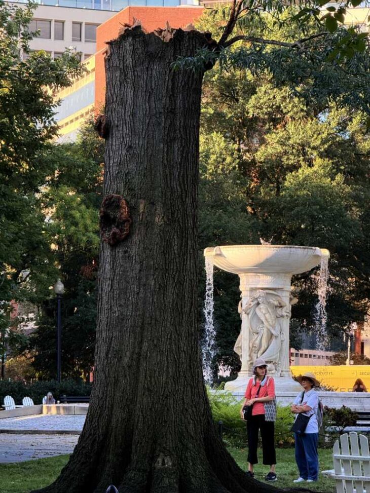 Exploding Tree Advisory Absolutely Massive Tree Cracked Clear in Half in the middle of Dupont ...