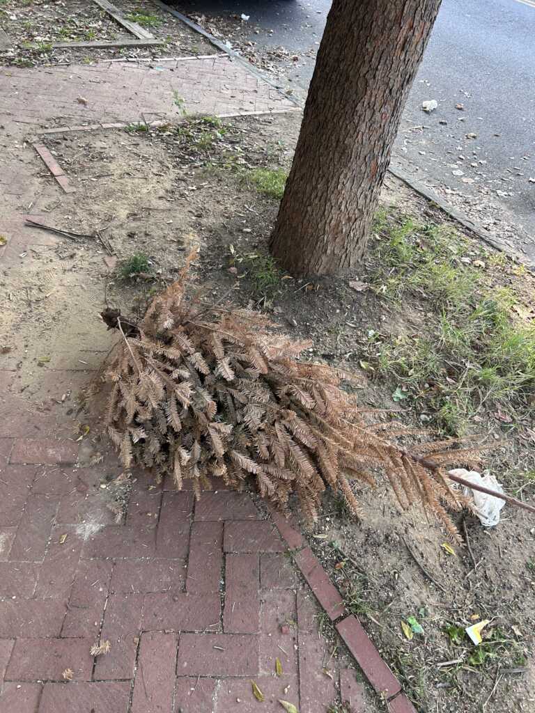 Last* Christmas Tree in Town – Happy (almost) Halloween!!